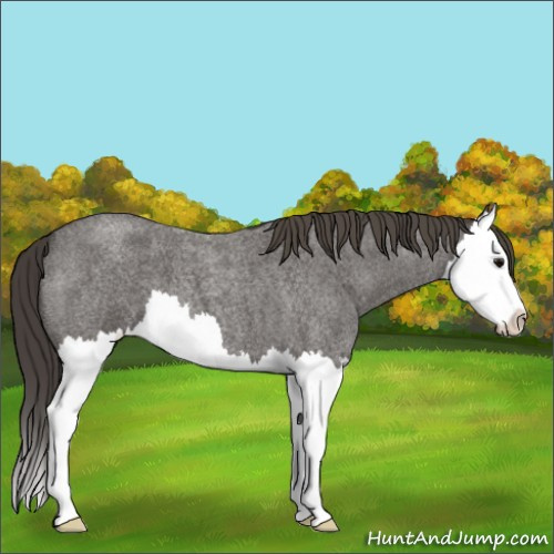 Horse Color:Smoky Blue Roan Splash
