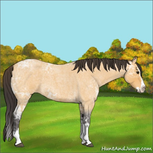Horse Color:Buckskin Ice Roan Splash