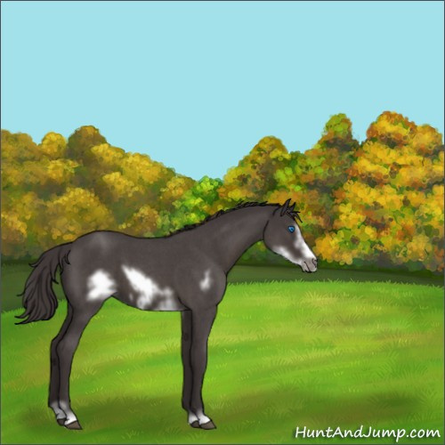 Horse Color:Smoky Blue Roan Sabino Frame 