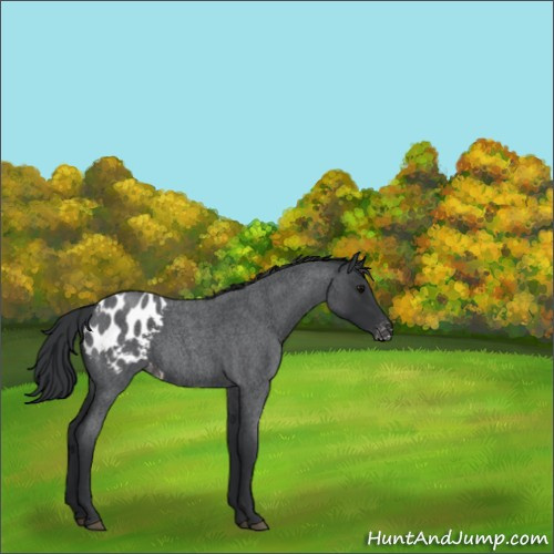 Horse Color:Blue Roan Appaloosa 
