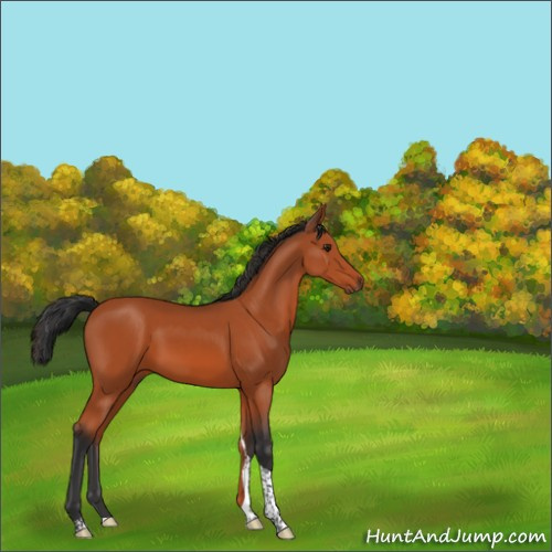 Horse Color:Brown Tobiano