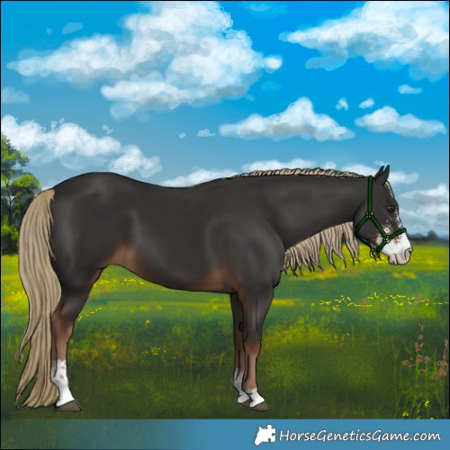 Horse Color:Liver Chestnut Sabino 