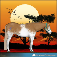 Horse Color:White Spotted Chocolate Palomino Dun Rabicano