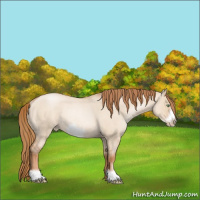 Horse Color:Red Dun Roan Pearl Frame Rabicano