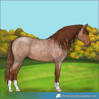 Horse Color:Red Roan 