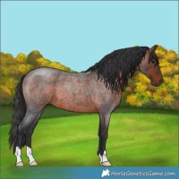 Horse Color:Brown Roan