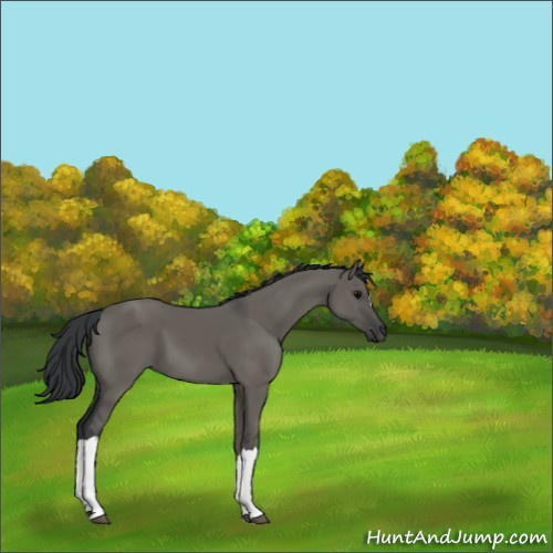 Horse Color:Grullo