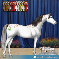 Horse Color:Bay Splash Appaloosa 