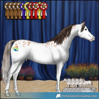 Horse Color:Bay Splash Appaloosa