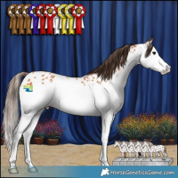 Horse Color:Bay Splash Appaloosa
