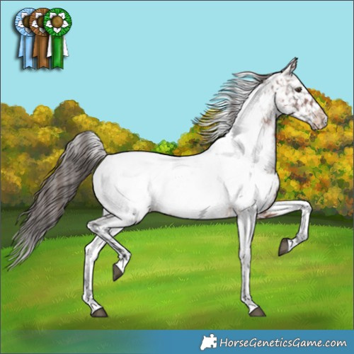Horse Color:Bay Appaloosa 