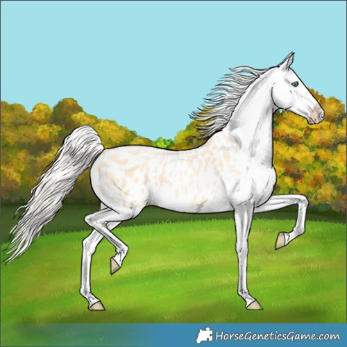 Horse Color:Palomino Pearl Appaloosa 