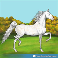 Horse Color:Palomino Pearl Appaloosa