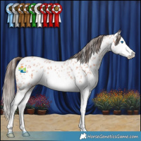 Horse Color:Bay Roan Sabino Splash Appaloosa