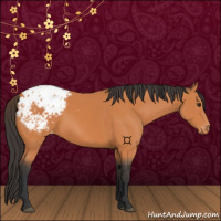 Horse Color:Bay Appaloosa 