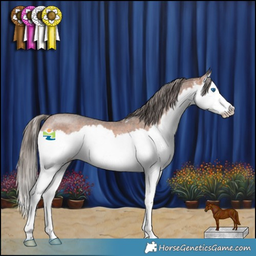 Horse Color:Bay Sabino Splash Appaloosa Rabicano 