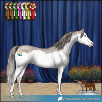 Horse Color:Bay Sabino Splash Varnish Rabicano 
