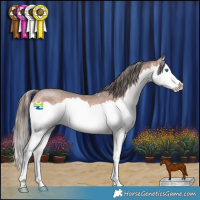 Horse Color:Bay Sabino Splash Appaloosa Rabicano 