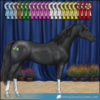 Horse Color:Black 