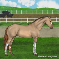 Horse Color:Red Dun 