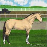 Horse Color:Buckskin Dun 