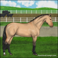 Horse Color:Bay Dun 