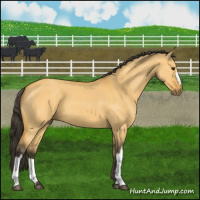 Horse Color:Buckskin Dun 