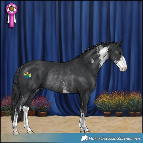 Horse Color:Black Sabino Rabicano 