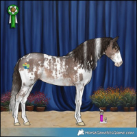 Horse Color:White Spotted Liver Chestnut Sabino 