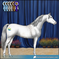 Horse Color:Gray Classic Champagne Sabino