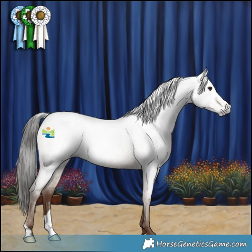 Horse Color:Gray Classic Champagne Roan 