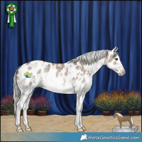 Horse Color:Liver Red Dun Mushroom Sabino Near Leopard 