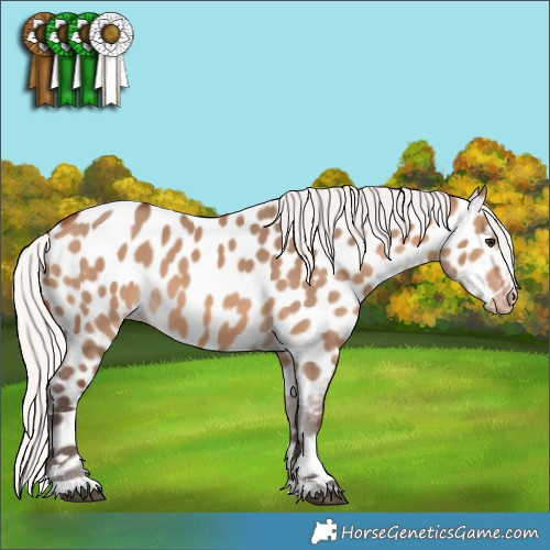 Horse Color:Silver Brown Dun Appaloosa 