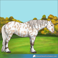 Horse Color:Silver Brown Dun Appaloosa 