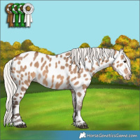 Horse Color:Silver Brown Dun Appaloosa 
