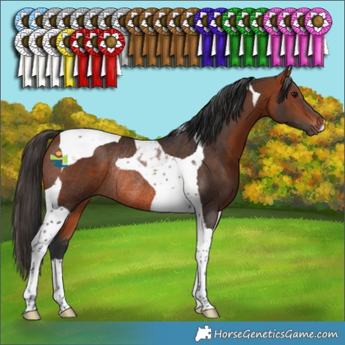 Horse Color:Bay Tobiano Rabicano 