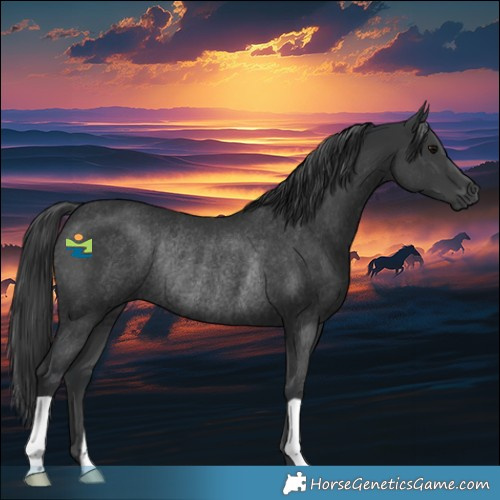 Horse Color:Black Rabicano 