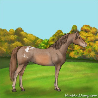 Horse Color:Chestnut Appaloosa Rabicano