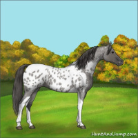 Horse Color:Grullo Roan Tobiano Appaloosa 