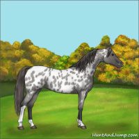 Horse Color:Grullo Roan Tobiano Appaloosa