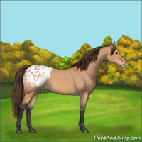 Horse Color:Bay Dun Appaloosa 