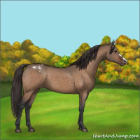 Horse Color:Bay Dun Appaloosa 