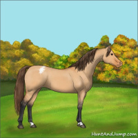 Horse Color:Bay Dun Varnish