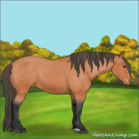 Horse Color:Unknown 