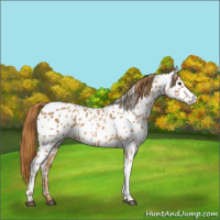 Horse Color:Chestnut Appaloosa 