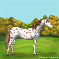 Horse Color:Chestnut Appaloosa 