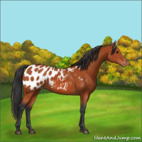 Horse Color:Bay Appaloosa 