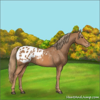Horse Color:Chestnut Appaloosa 