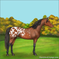 Horse Color:Bay Appaloosa 