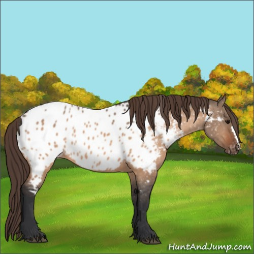 Horse Color:Bay Dun Near Leopard 
